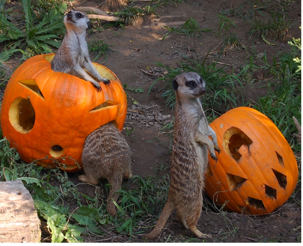 Do Animals Eat Pumpkins? Kids Discover