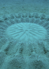 Crop Circles of the Sea: Product of the Pufferfish