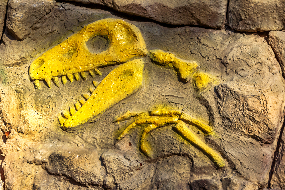 animal fossils for kids