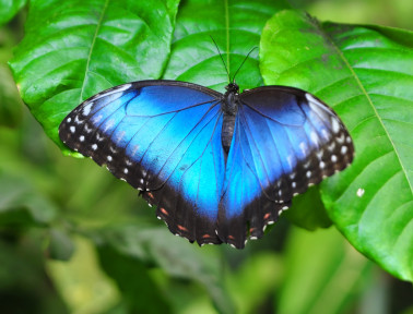 Big Blue Butterfly