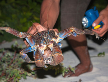 Coconut-Cracking Crab
