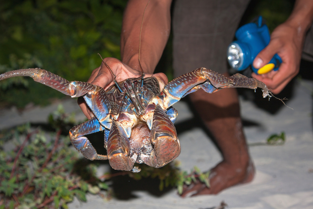 CoconutCracking Crab Kids Discover