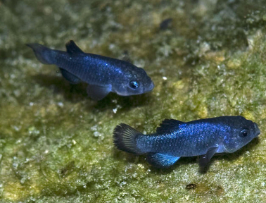 Preserving the Pupfish