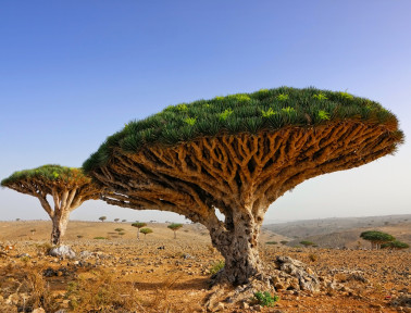 Dragon’s Blood Grows on Trees