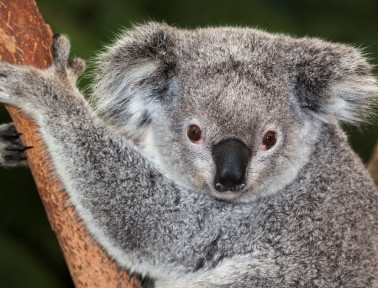 Koalas Have Fingerprints