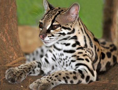 Marvelous Margay