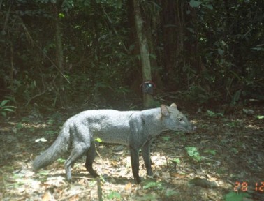 Dog of the Amazon