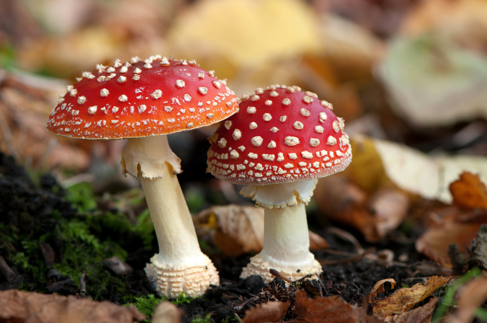 5 examples of fungi