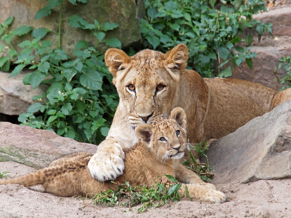 pictures of baby animals and their mothers