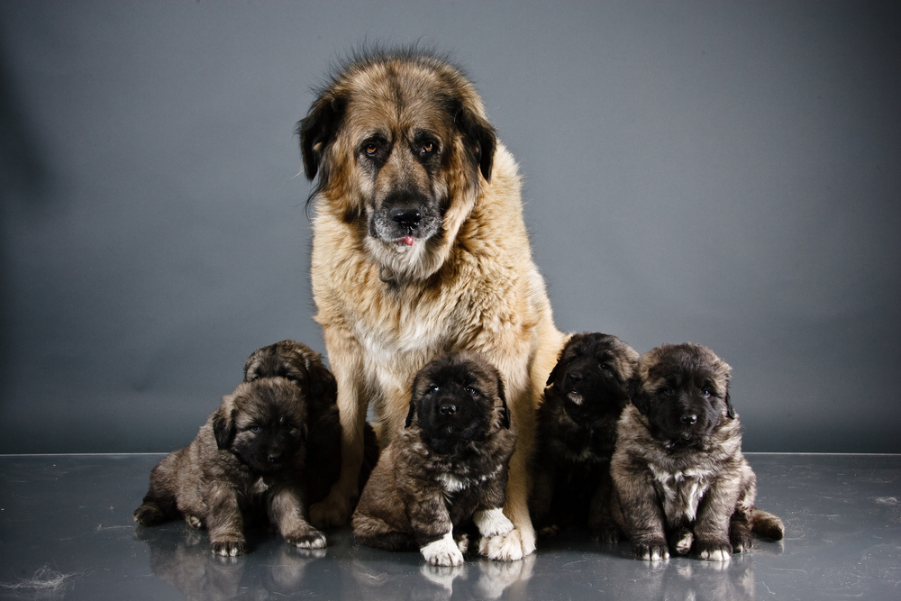 Giant Sheep Dog Kids Discover