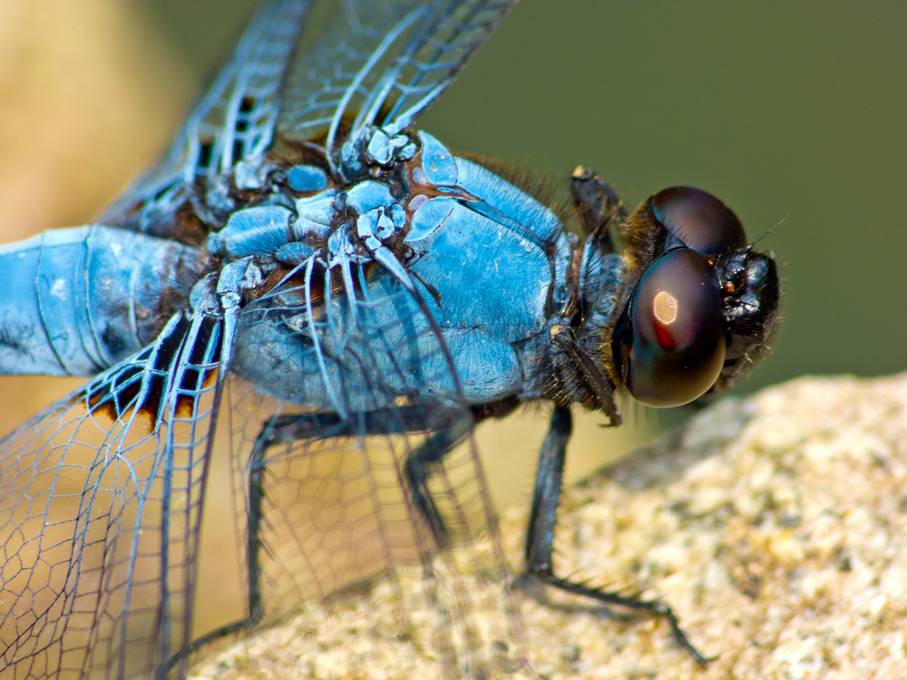 Fierce Insect Pondhawk Power - Kids Discover