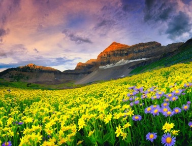 Valley of Flowers