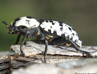 Ironclad Beetles Are Tough
