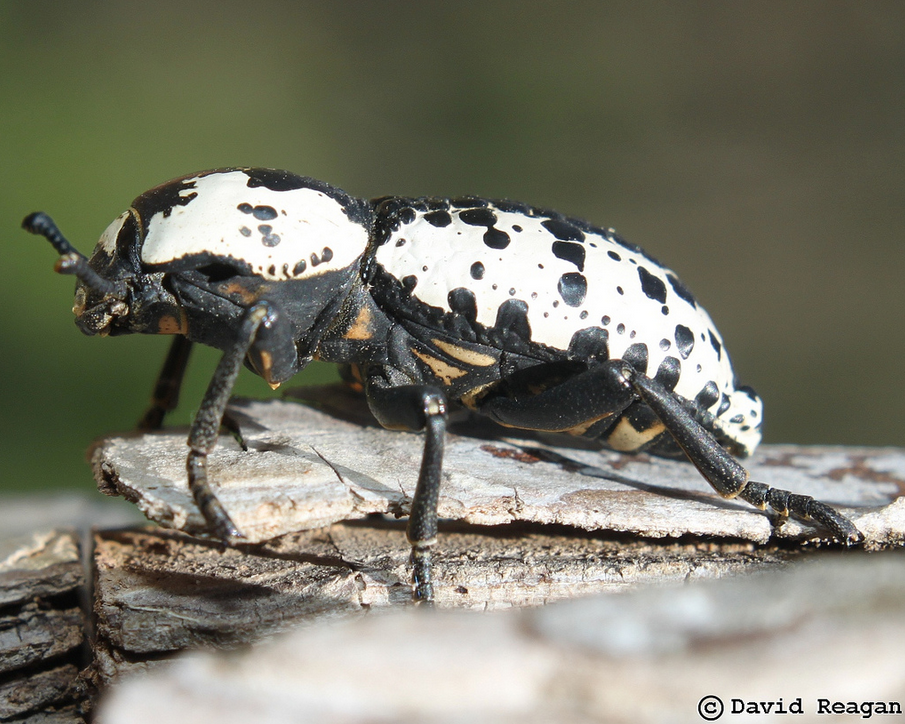 Ironclad Beetles Are Tough - Kids Discover - 905 x 724 png 1079kB