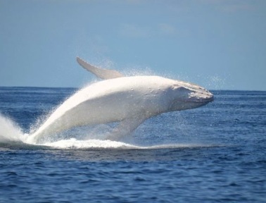 Nine Facts About Migaloo, Australia’s White Whale