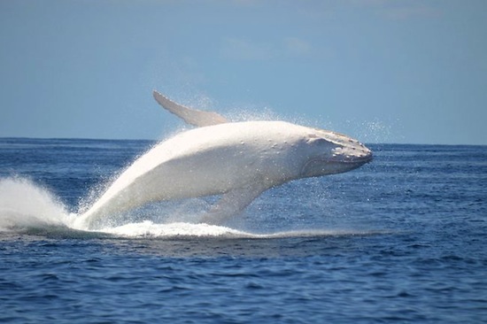 Nine Facts About Migaloo, Australia's White Whale - Kids Discover