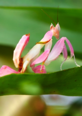 The Orchid Mantis, a Beautiful but Deadly Master of Disguise