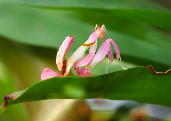 white orchid mantis