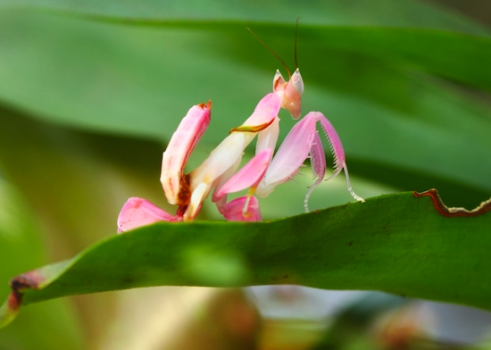 The Orchid Mantis A Beautiful But Deadly Master Of Disguise Kids Discover