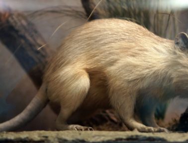 When Solenodons Strike