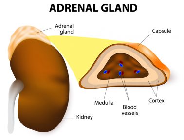 All About Adrenal Glands