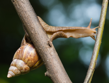 Giant Snail, Giant Pest