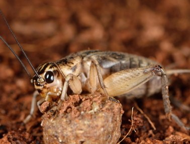 Prehistoric Cricket Song
