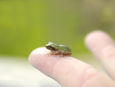 Frog Hears With Its Mouth