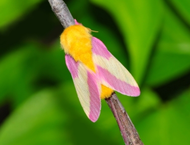 Pink Moth