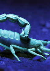 What Makes Scorpions Glow in Ultraviolet Light?