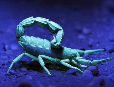 What Makes Scorpions Glow in Ultraviolet Light?