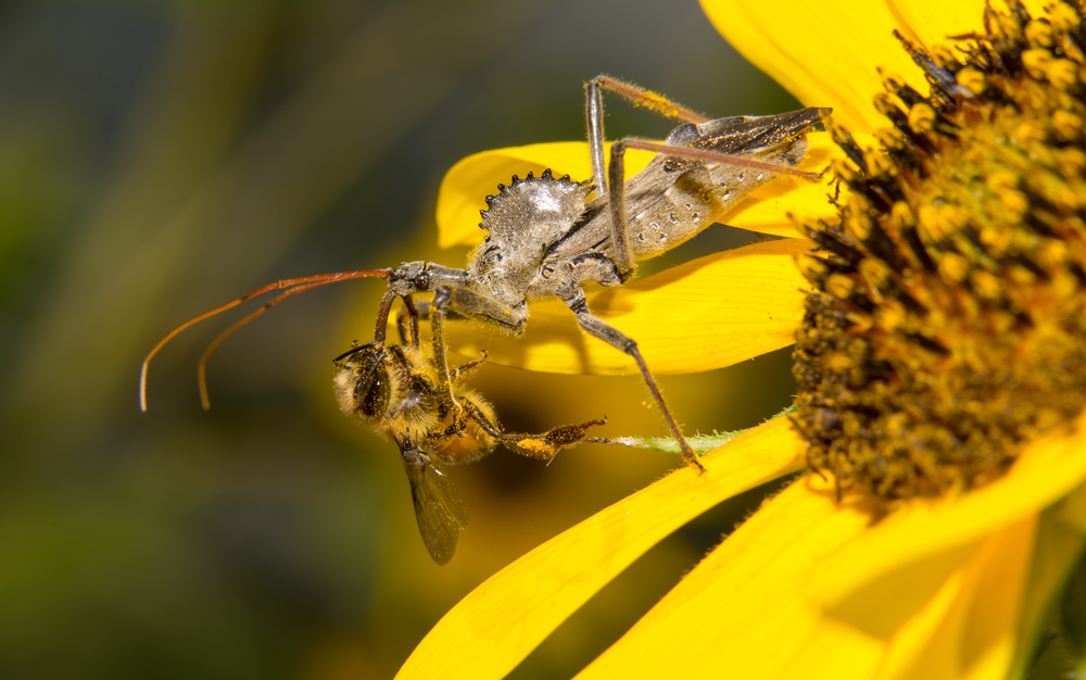 What's a Wheel Bug? Kids Discover