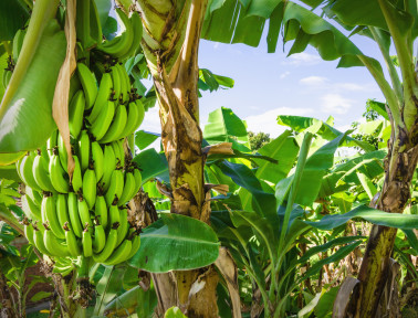 This Is Not a Banana Tree