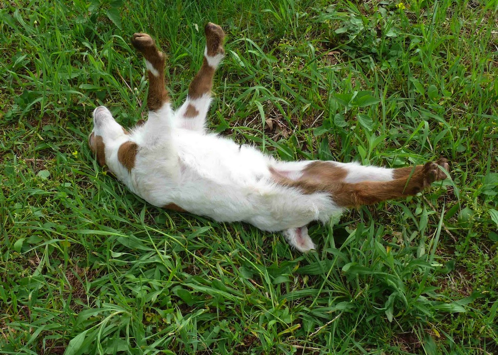 fainting-goat-facts