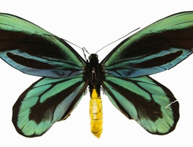 The Foot-Wide Butterfly