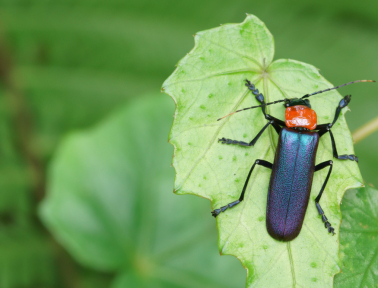 The Good Soldier Beetle