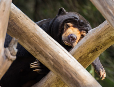 Here Comes the Sun Bear