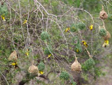 It Takes a Bird Village