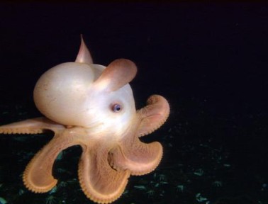 Deep-Diving Octopus