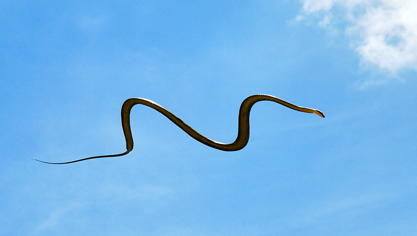 How Snakes Can Fly