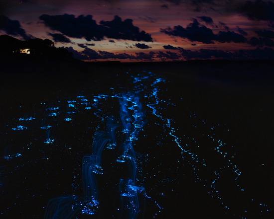 What S Glowing In The Ocean At Night Kids Discover