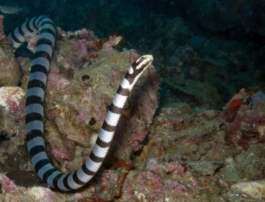Swimming with Sea Snakes