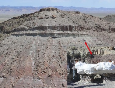 Dinosaur Treasure Trove