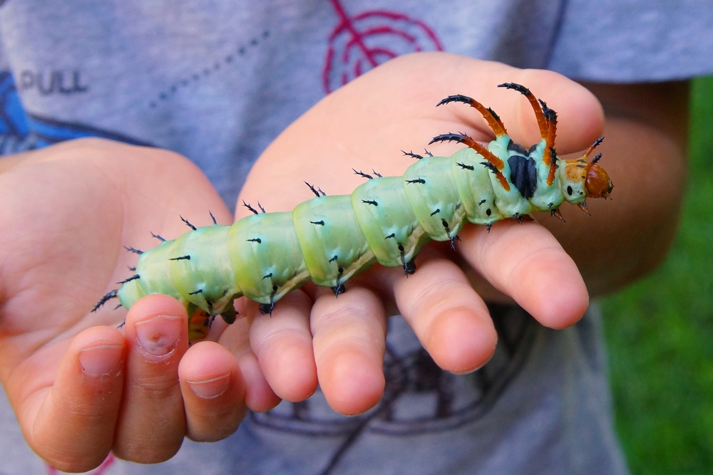 Meet The Hickory Horned Devil A Fierce But Harmless Caterpillar Kids Discover