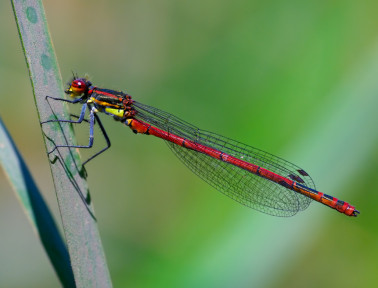 Comparing Damselflies