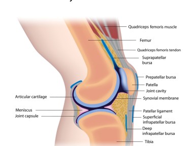 The Knee’s Cushion