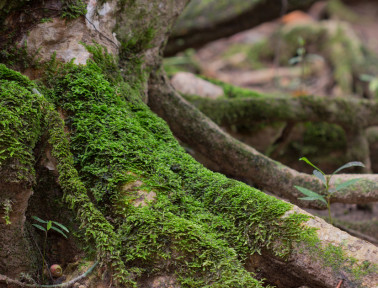 Where Moss Grows Most