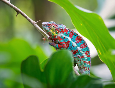 Chameleons in Color