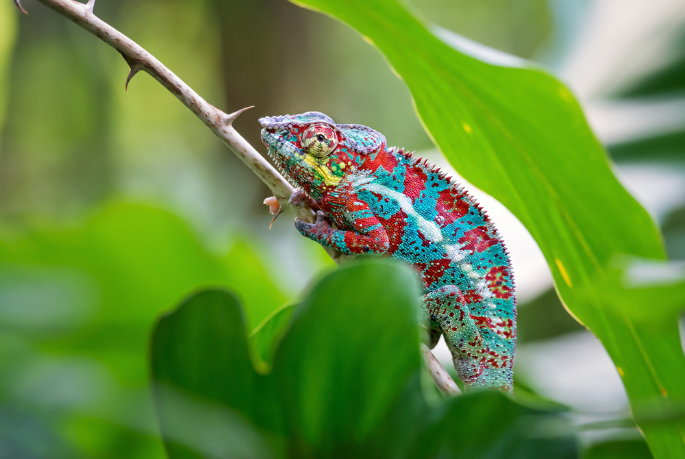 Chameleons in Color - Kids Discover