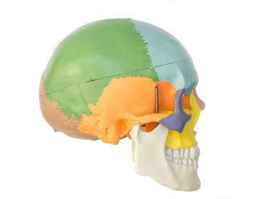 The Skull and Its Bones